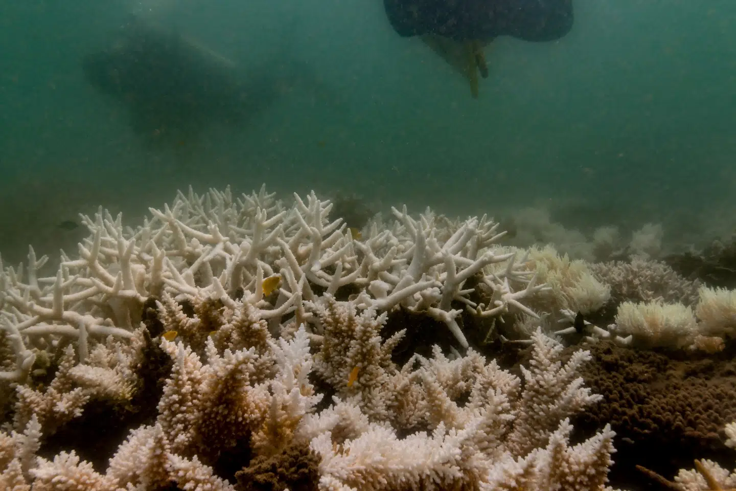 En dykker undersøger koralblegning ved Great Barrier Reef i Australien i sidste måned. Amerikanske forskere i Washington siger ifølge AFP, at verden igen oplever koralblegning, hvilket betyder, at temperaturerne i havene er stigende. (Arkivfoto).