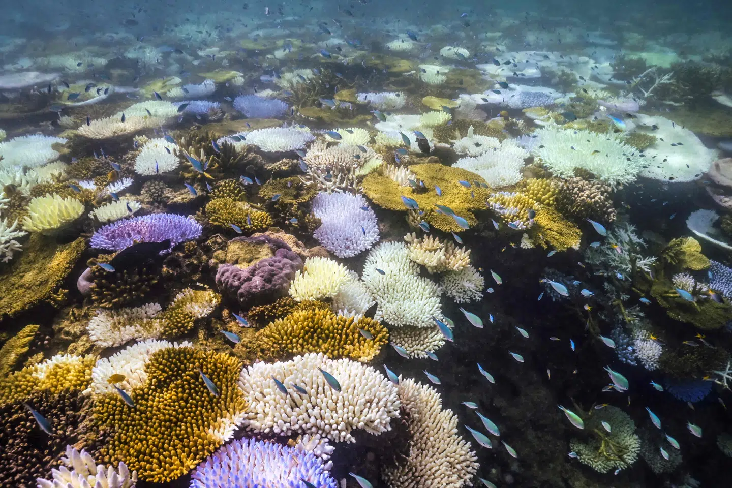 Great Barrier Reef er ramt af sin femte masseblegning på otte år.