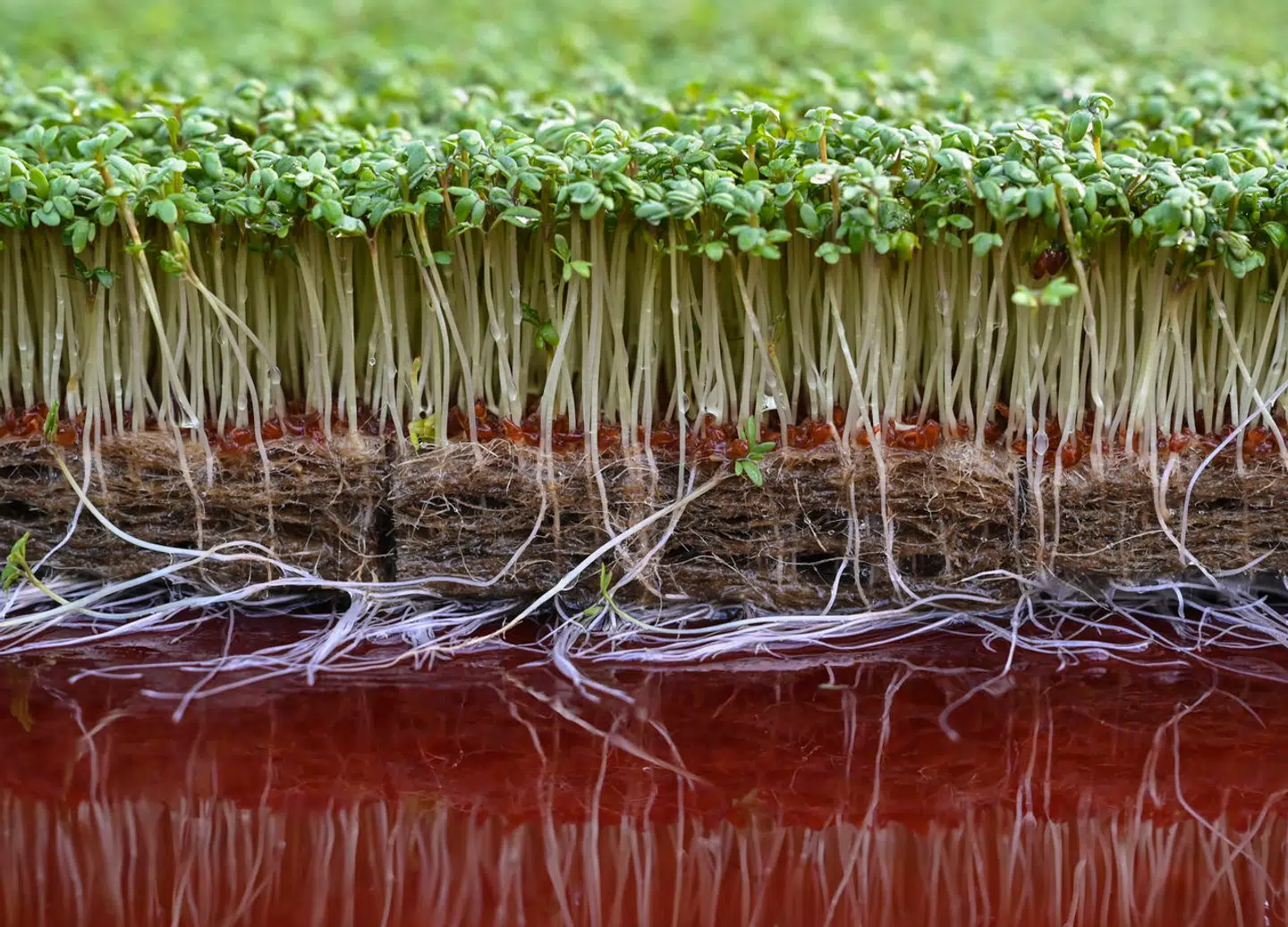 29 January 2021, Brandenburg, Libbenichen: Fresh garden cress grows in the Demeter nursery Heimen und Frucht GbR. The Libbenichen organic gardeners, who grow vegetables according to strict Demeter guidelines, produce around 5000 bowls of the vitamin-rich green sprouts every week. Connoisseurs appreciate the high vitamin C content of garden cress, its appetite-stimulating, antibiotic and blood-forming properties. The cress is destined for a wholesaler in Berlin. In addition to cress, lamb's lettuce and postelein (common tellweed) are also grown in the cold season. Photo by: Patrick Pleul/picture-alliance/dpa/AP Images