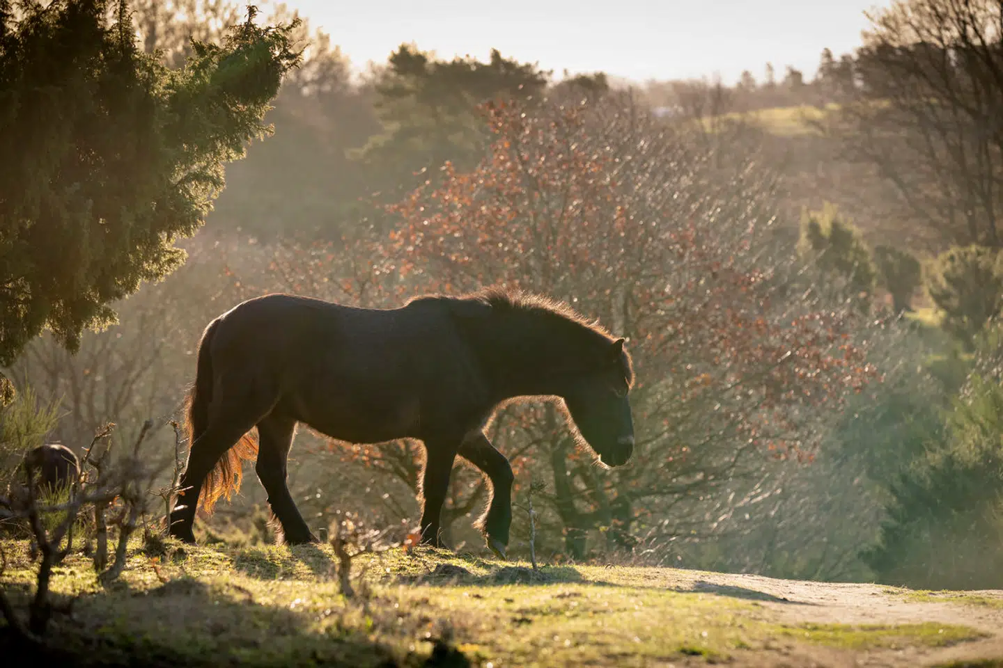 Man kan opleve vilde ponyer, hvis man lader cykelturen gå forbi Nationalpark Mols Bjerge. Arkivfoto: Bo Amstrup, Scanpix