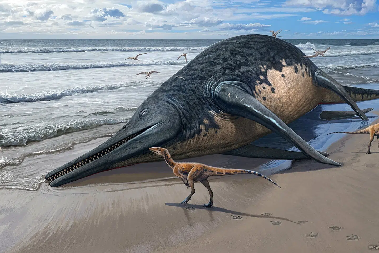Illustrationen viser en ichthyosaurus, som er skyllet op på stranden. Det gigantiske havdyr menes at have haft et næb og have været på størrelse med en blåhval.