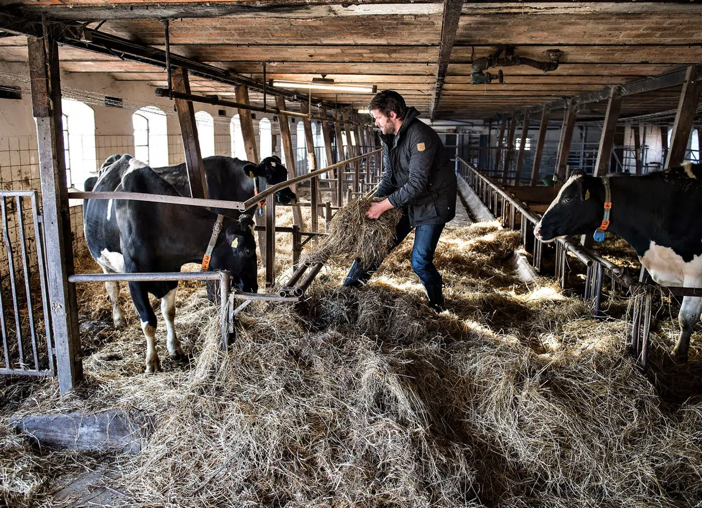 En CO₂ afgift på landbruget er den langt nemmeste, billigste og mest liberale måde at omstille dansk landbrug på, så det bliver mere klimavenligt, mener Mads Amstrup Spaabæk og Rune Møller Christensen.