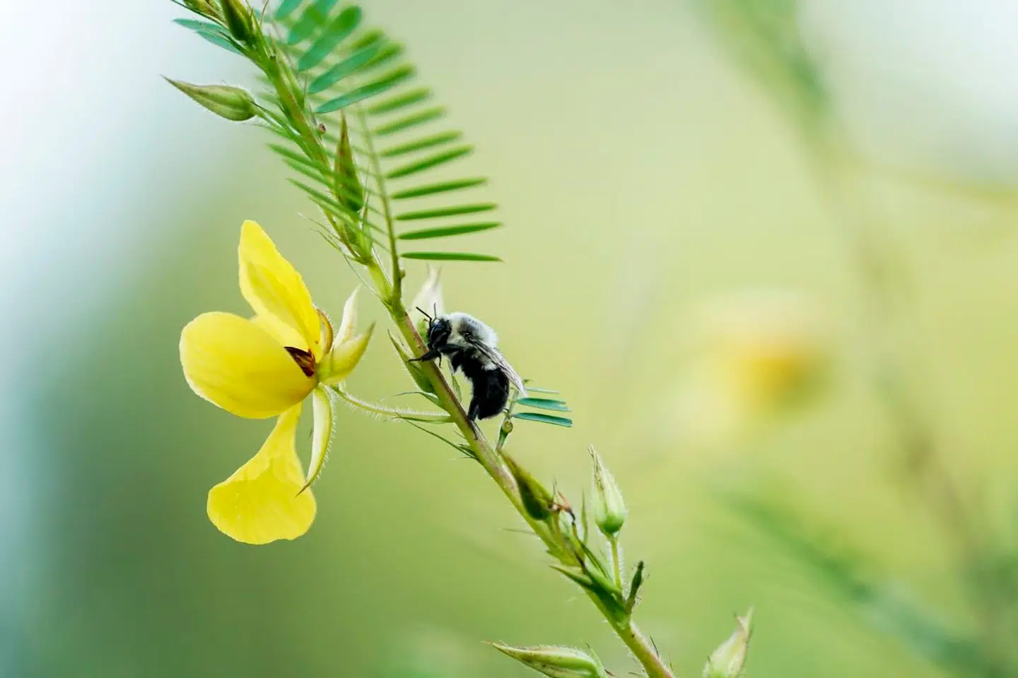 Humlebier kan overleve under vand og modstå landbrugets pesticider, viser nye forsøg. Foto: Joshua A. Bickel, Scanpix