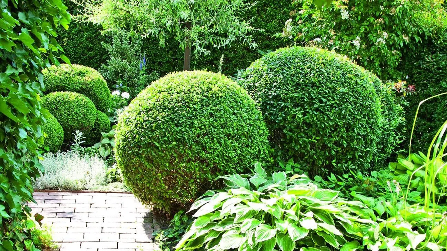 Planten er kendt for at kunne formklippes på mange måder, for eksempel som en tæt hæk, kugler eller andre figurer.