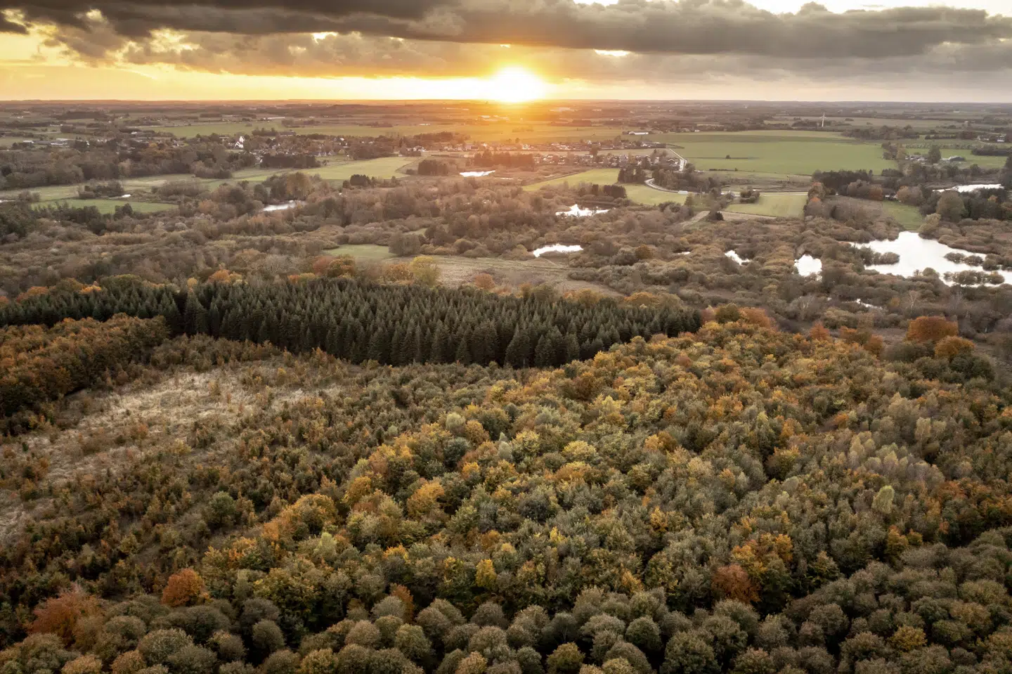 Skov fotograferet fra en drone ved Kværkeby mellem Køge og Ringsted i oktober 2021.