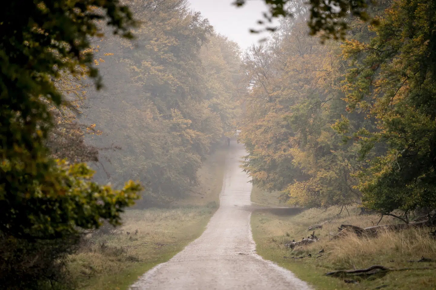 Blæst og regn i Dyrehaven i Klampenborg i oktober 2021.