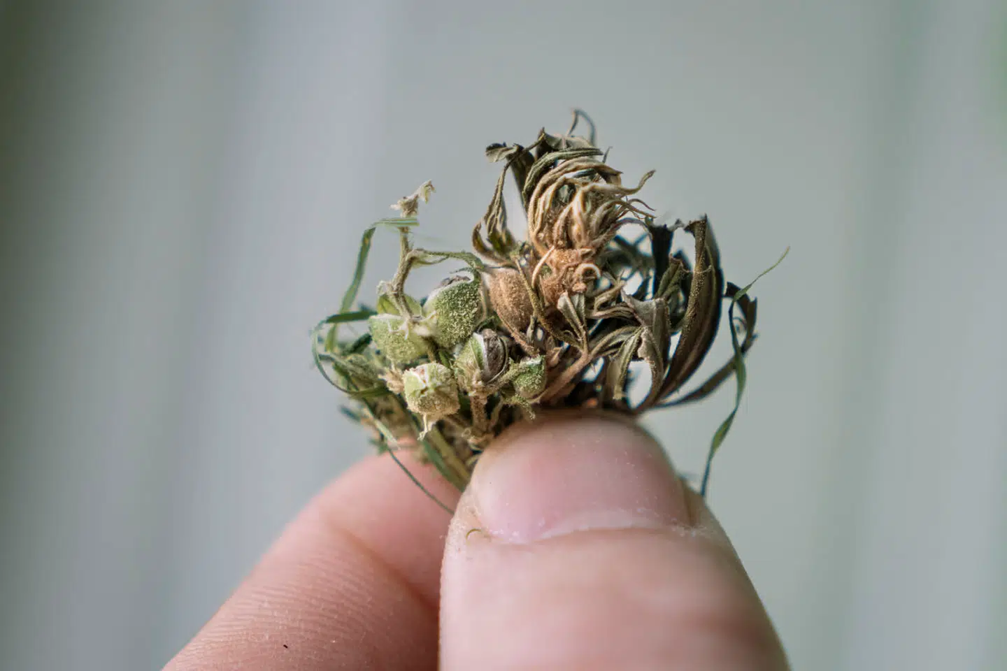 Ulovlig pot dyrket af folkeskolelæreren »Søren«, som for nylig i Berlingske opfordrede landets politikere til at genoverveje en forsøgsordning med legal cannabis i København.