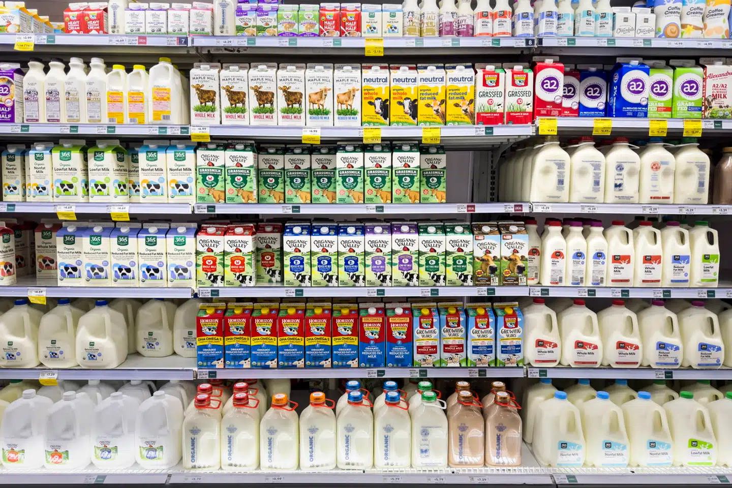 I mindst 20 procent af den mælk, der sælges til amerikanske forbrugere, er der fundet rester af såkaldt højpatogen fugleinfluenza. Alt peger dog på, at pasteurisering af mælk uskadeliggør den farlige H5N1-virus.