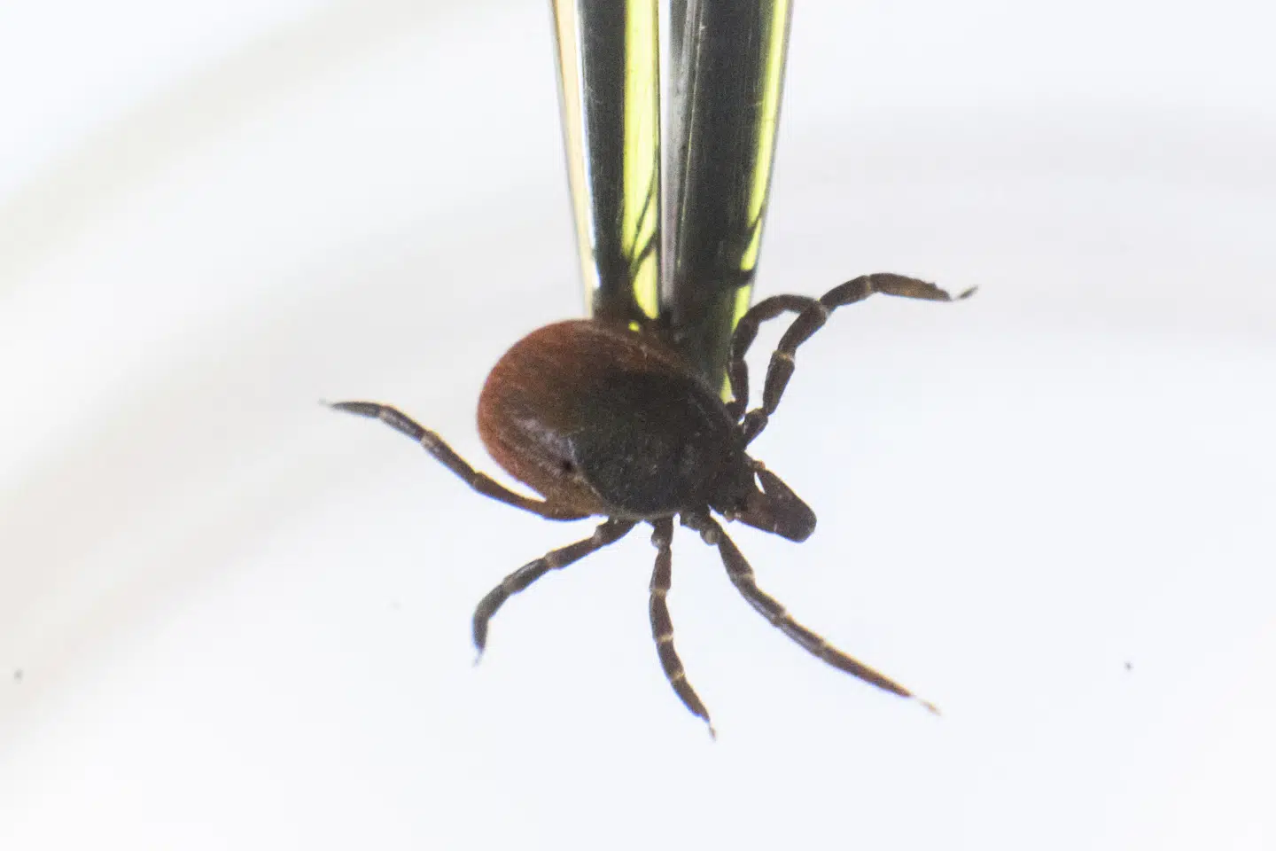 Statens Serum Institut oplyser, at der sidste år blev givet godt 89.000 doser mod TBE-virus sidste år. Det er omkring tre gange så meget som et normalt årligt forbrug. (Arkivfoto).