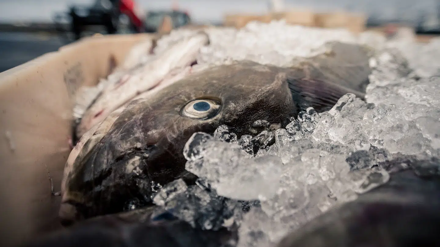 Skind fra torsk bruges til udvinding af Collabs kollagen.