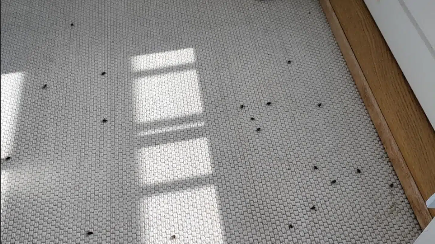 Der lå døde fluer over alt på gulvet i sommerhuset, da Linda Jensen og hendes mand ankom til Rørvig.