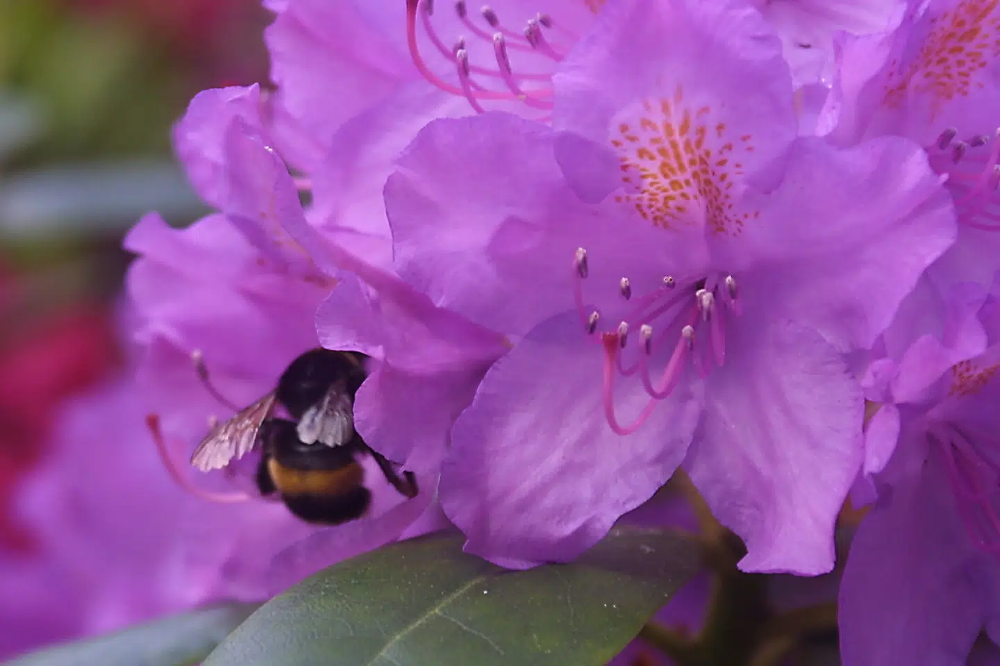 Flere bivenlige blomster og vildt græs vil i år dække lidt over 50.000 hektar af det danske landbrugsareal, efter at flere landmænd har søgt tilskud fra Landbrugsstyrelsen. (Arkivfoto).