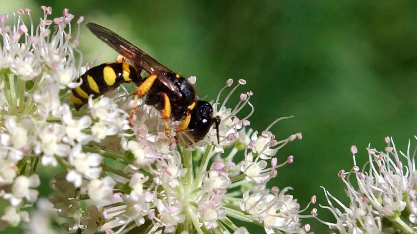 Du skal i gang med at lede efter hvepsebo nu, hvis du vil mindske risiko for hveps i sensommeren.