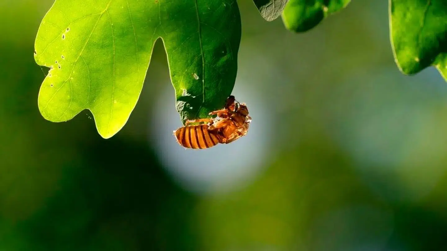 Her ses cikade af arten Brood XIX fotograferet i staten North Carolina.