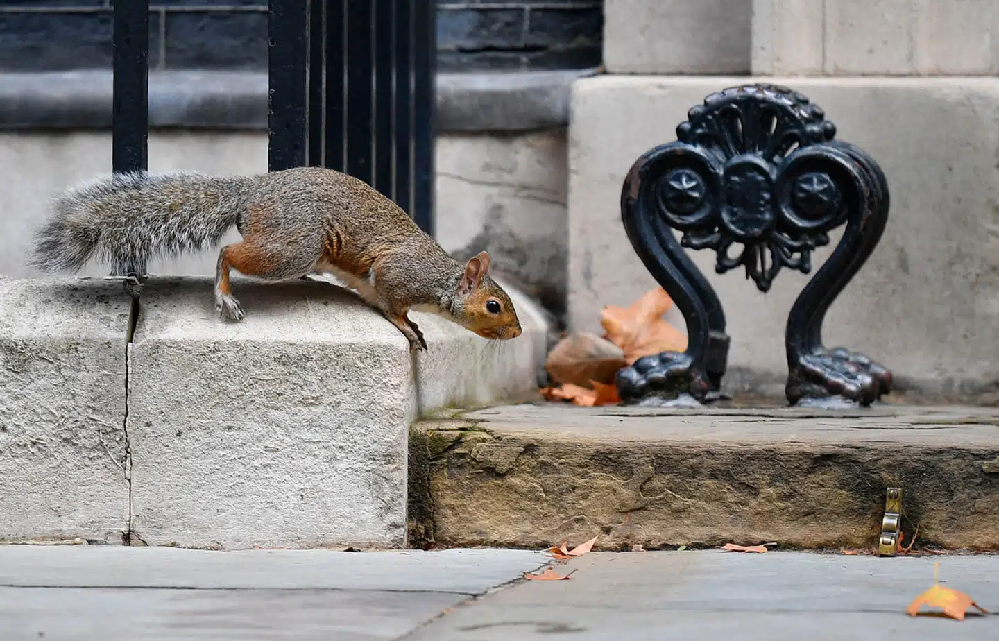 Forskere har fundet genetiske rester af spedalskhed i både mennesker og egern, hvilket indikerer, at sygdommen i middelalderen blev spredt som følge af udbredt handel med egern. Arkivfoto: Daniel Leal, Scanpix