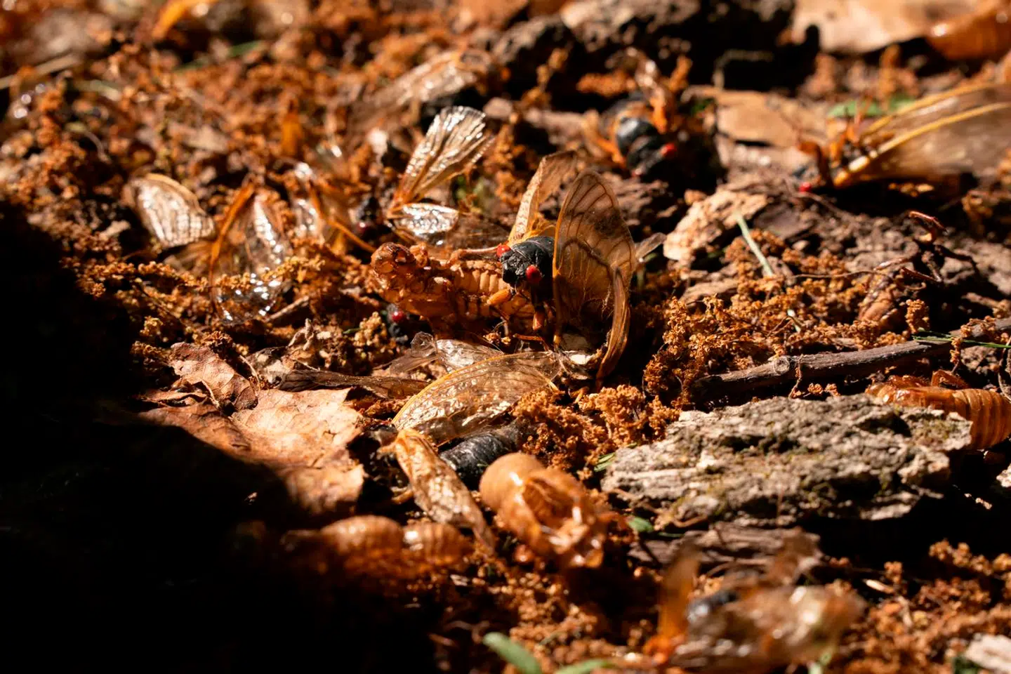 Cikaderne er begyndt at bryde frem i North Carolina. Her ses cikadegruppen Brood XIX, der blot kommer hvert 13. år. Foto: Sean Rayford, Scanpix