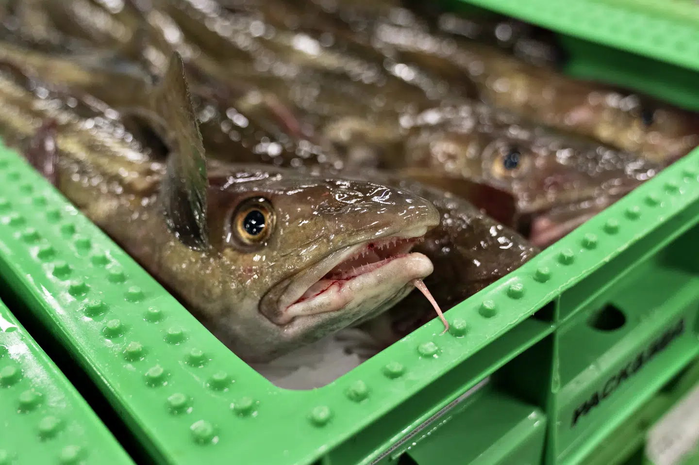 Engang blev der fisket 400.000 ton torsk i Østersøen årligt. I dag er det 1000 ton, fortæller professor i havmiljø ved Aarhus Universitet Stiig Markager. Billedet er fra Hanstholm Fiskeauktion december 2019. (Arkivfoto).