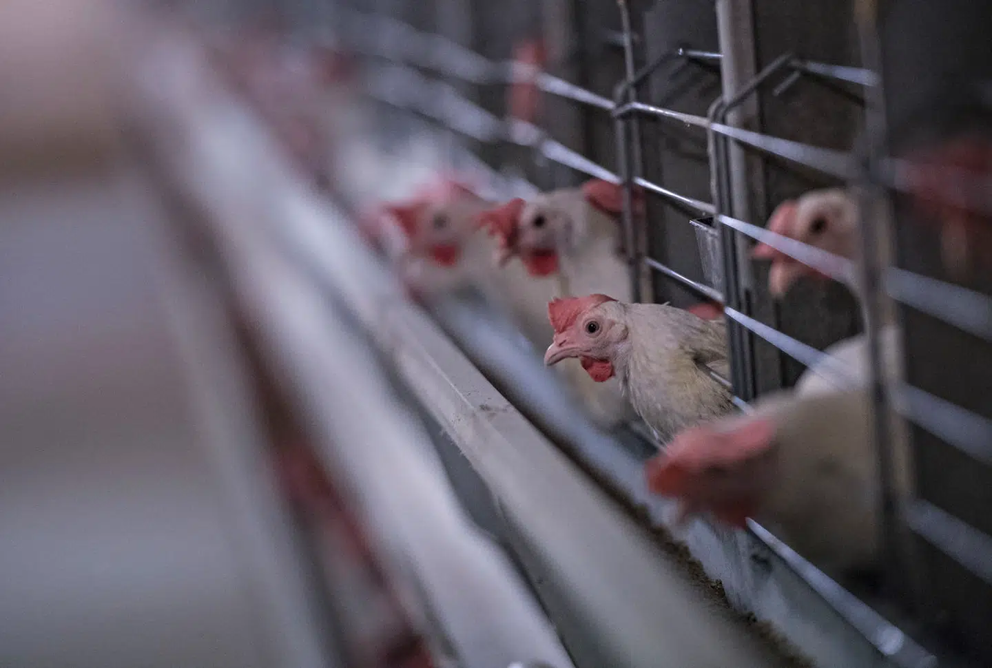 »Vi kan opnå langt mere for dyrevelfærden, når vi alle tager ansvar på tværs af partierne,« skriver Vladimir Stanic.