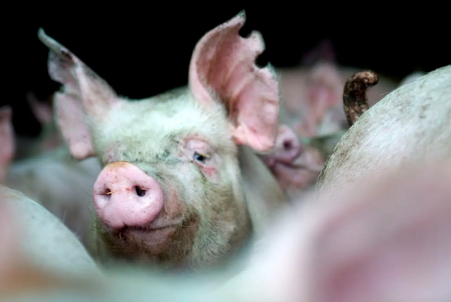 Dansk svineproduktion var engang en stor eksportvare til Kina. Nu ser landbruget i stedet mod andre lande. Det fortæller en hel del om udviklingen i regionen.