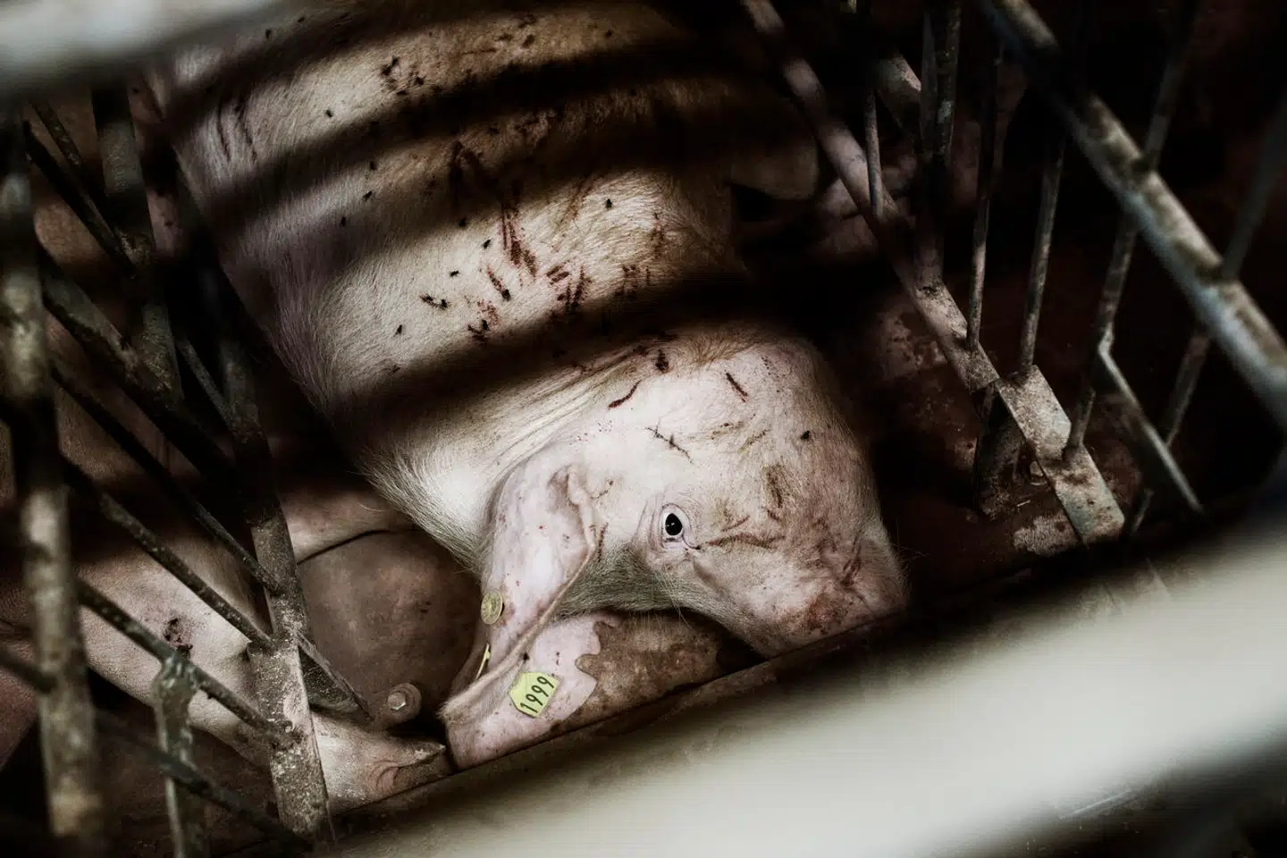 En so venter på at blive insemineret i sin hvileboks. Hvis vi rent faktisk erkendte de forhold, grisene lever under i vores land, ville ingen af os kunne forsvare det, skriver Christian Bennike i denne kommentar. Arkivfoto: Sofie Amalie Klougart, Scanpix