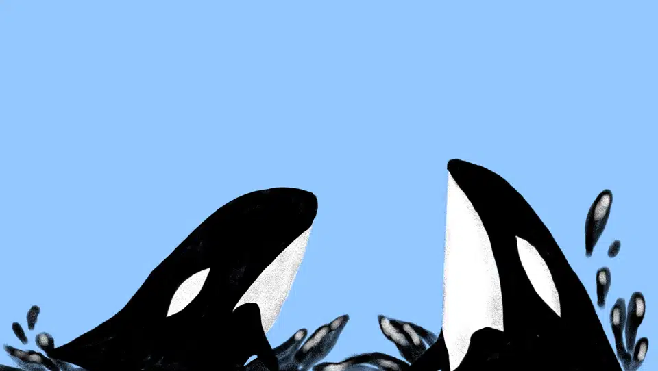 Havets Ulve Weekendavisen Havets Ulve Weekendavisen