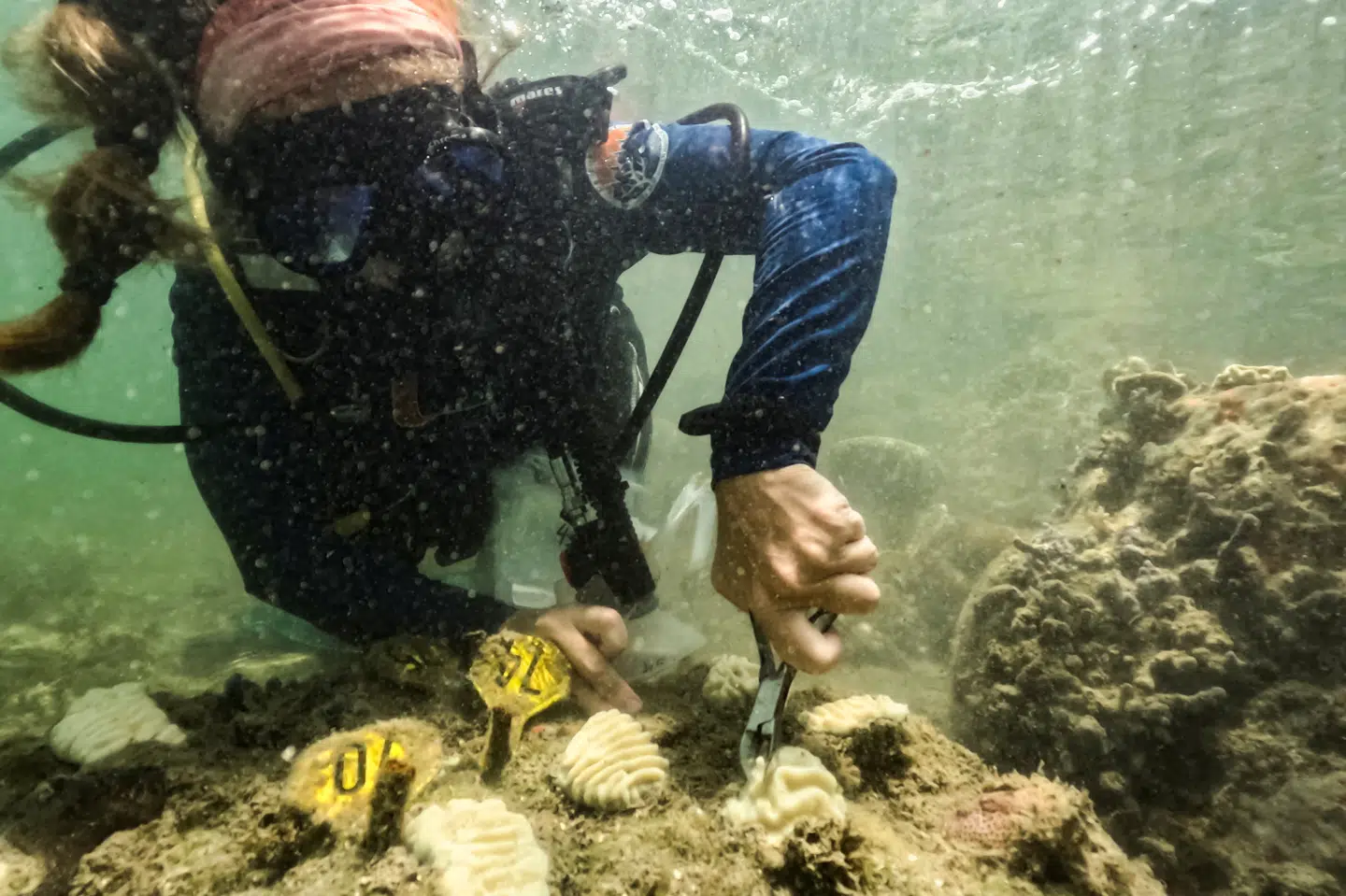 En forsker fra NOAA der i juli 2023 undersøger koraller i havet ud for Miamis kyst. NOAA placerede selv de pågældende koraller på stedet i december 2022, og ved hendes undersøgelse i juli året efter var de blevet afbleget.