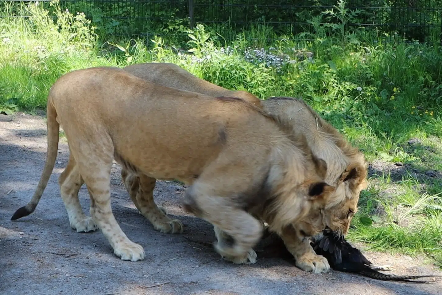 Tre hanløver på omkring et år flytter til Knuthenborg Safaripark, hvor de i første omgang får plads i parkens tigeranlæg.