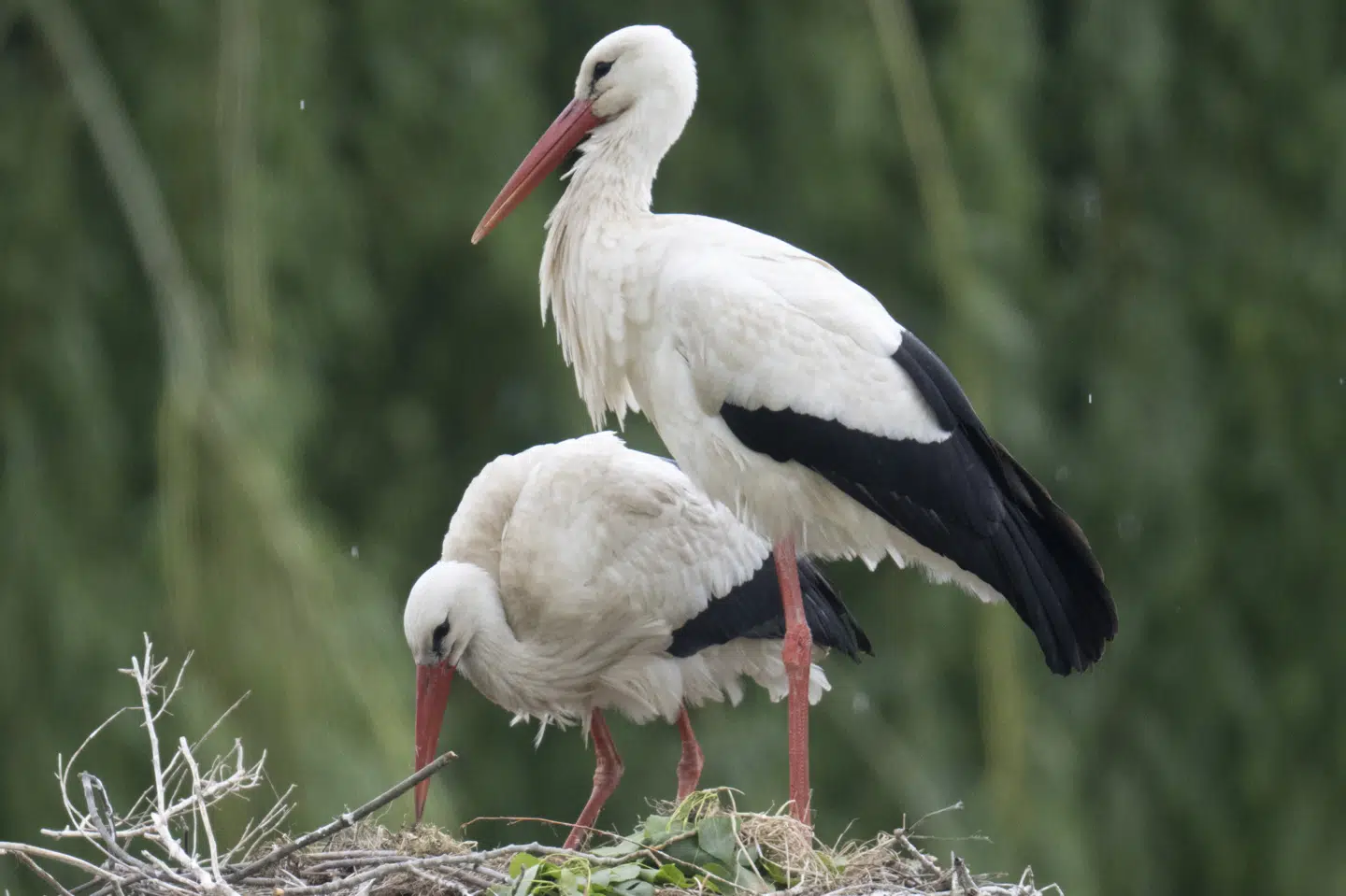 Ti ynglende storkepar sendte sidste år 16 flyveklare unger på vingerne fra reder i Danmark. Det når vi formentlig ikke op på i år, lyder vurderingen fra foreningen Storkene.dk. Billedet her et arkivfoto fra en tysk storkerede. (Arkivfoto).
