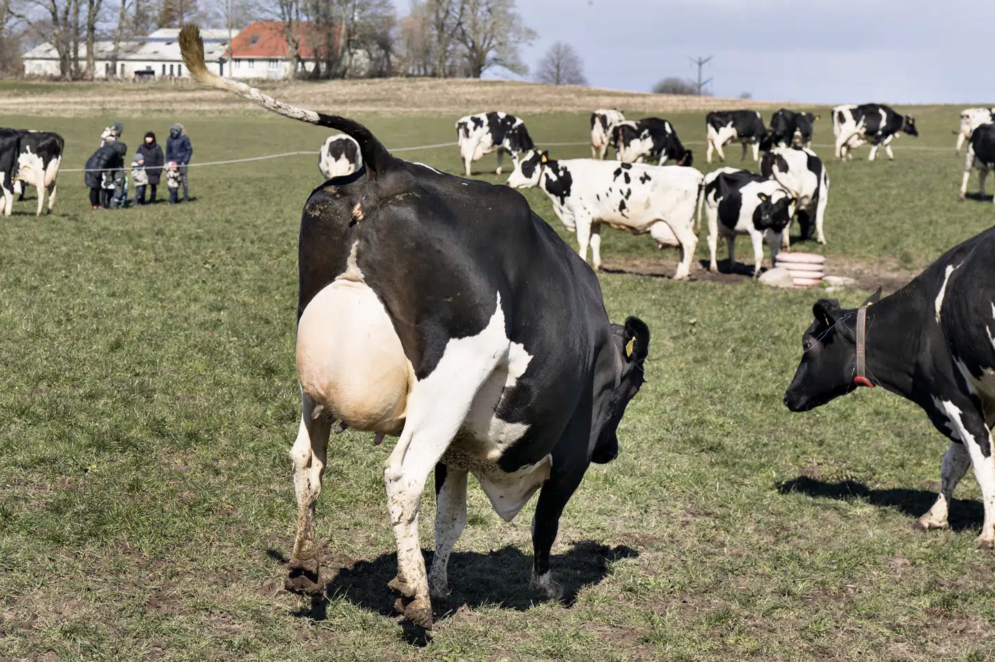 Køer udleder klimaskadeligt metan, når de bøvser og prutter. Men noget tyder på, at græssende køer har et lavere klimaaftryk end køer, der primært går i stalde. Det viser foreløbige resultater fra et forskningsprojekt ved Aarhus Universitet. (Arkivfoto).