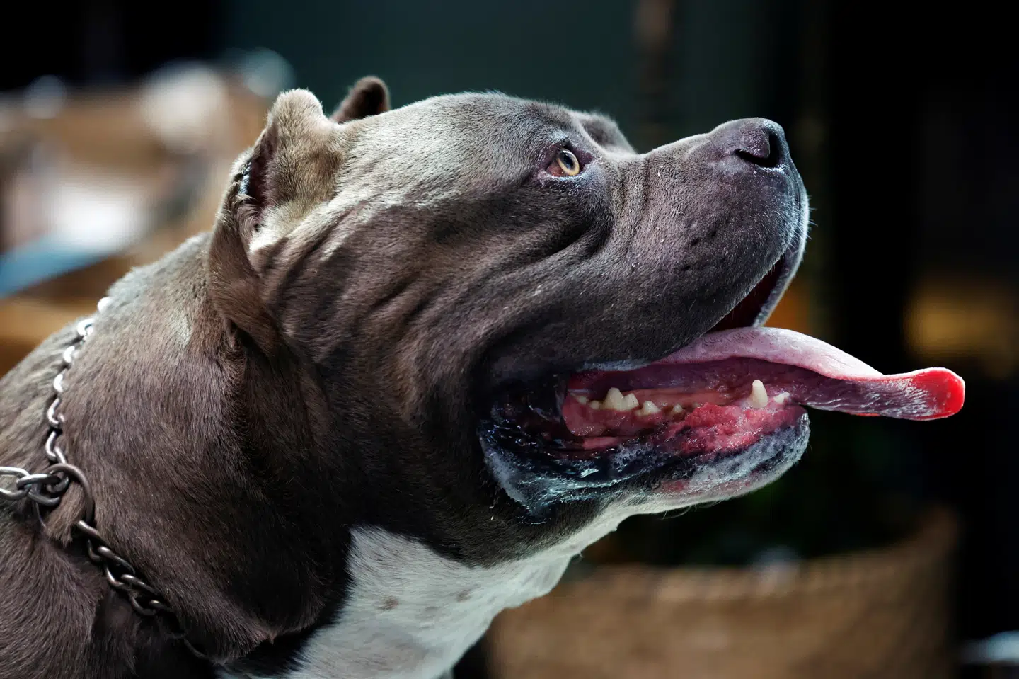 American Bully-racen har været forbudt i England og Wales siden februar, medmindre man har en særlig undtagelse. (Arkivfoto).