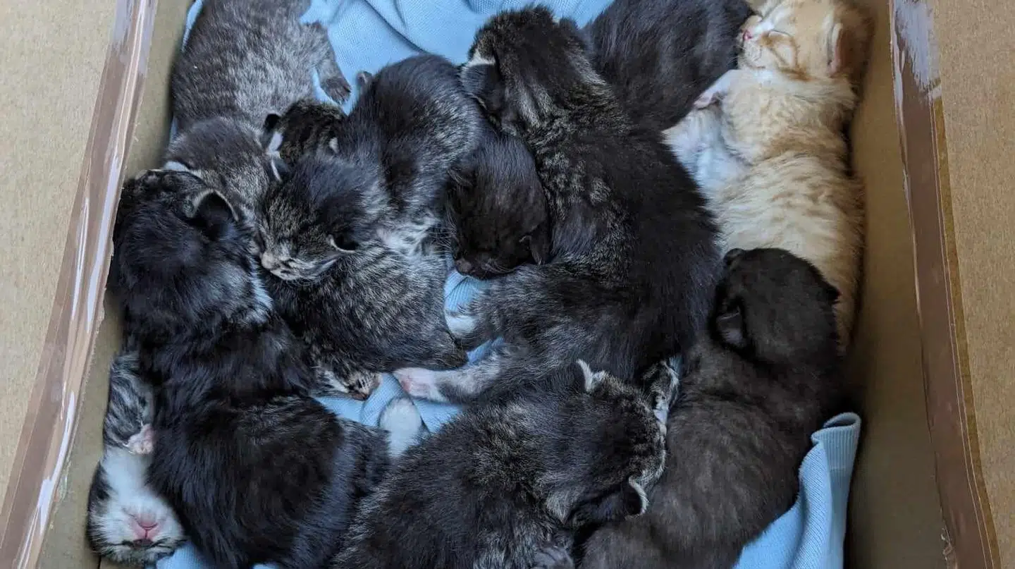 De to kuld kattekillinger blev fundet af en tilfældig ved Nørreskoven i Nordborg.