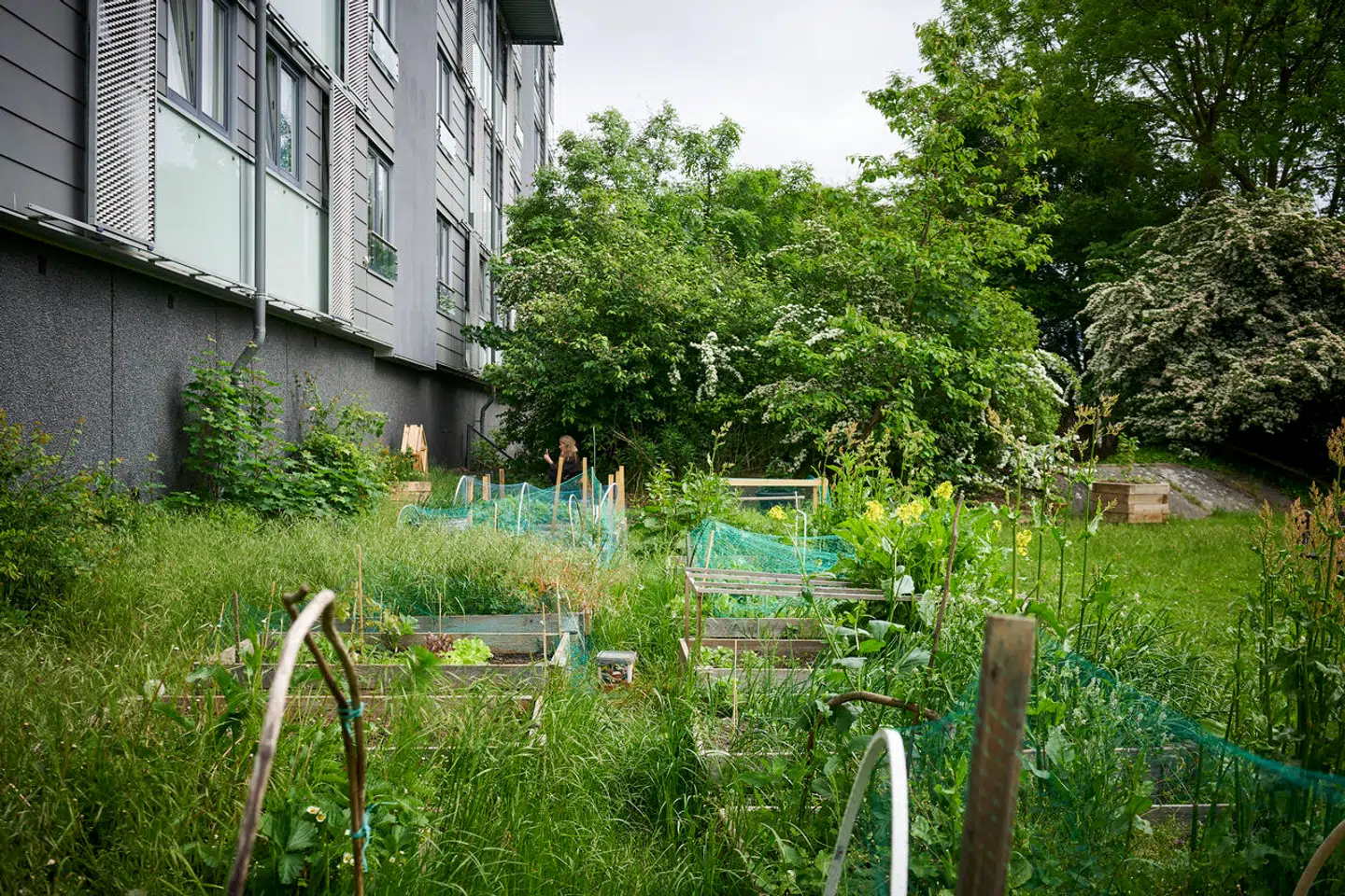 Københavns Kommune vil øge biodiversiteten i København.