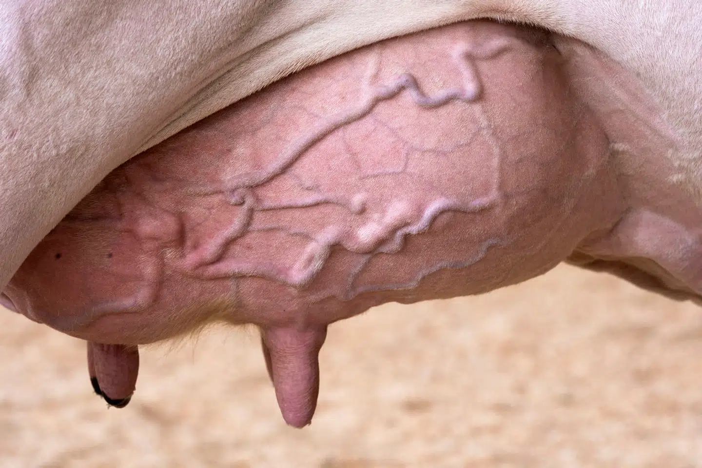 Fugleinfluenza kan finde vej til koen gennem særlige receptorer i yveret. Foto: Thierry Zoccolan, Scanpix