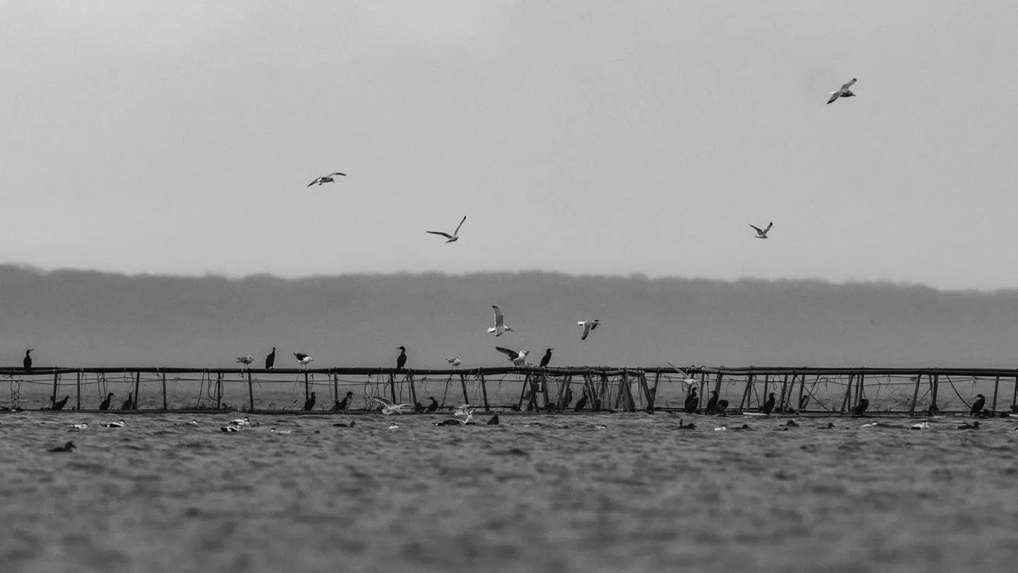 HH1 – tidligere kendt som Hjarnø Havbrug A/S – er gået konkurs (genrefoto).