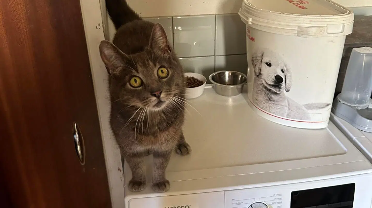 Katten Sofus var væk i otte år. Nu er den hjemme hos familien Weber Nielsen igen, og på magisk vis kunne han huske dem alle.