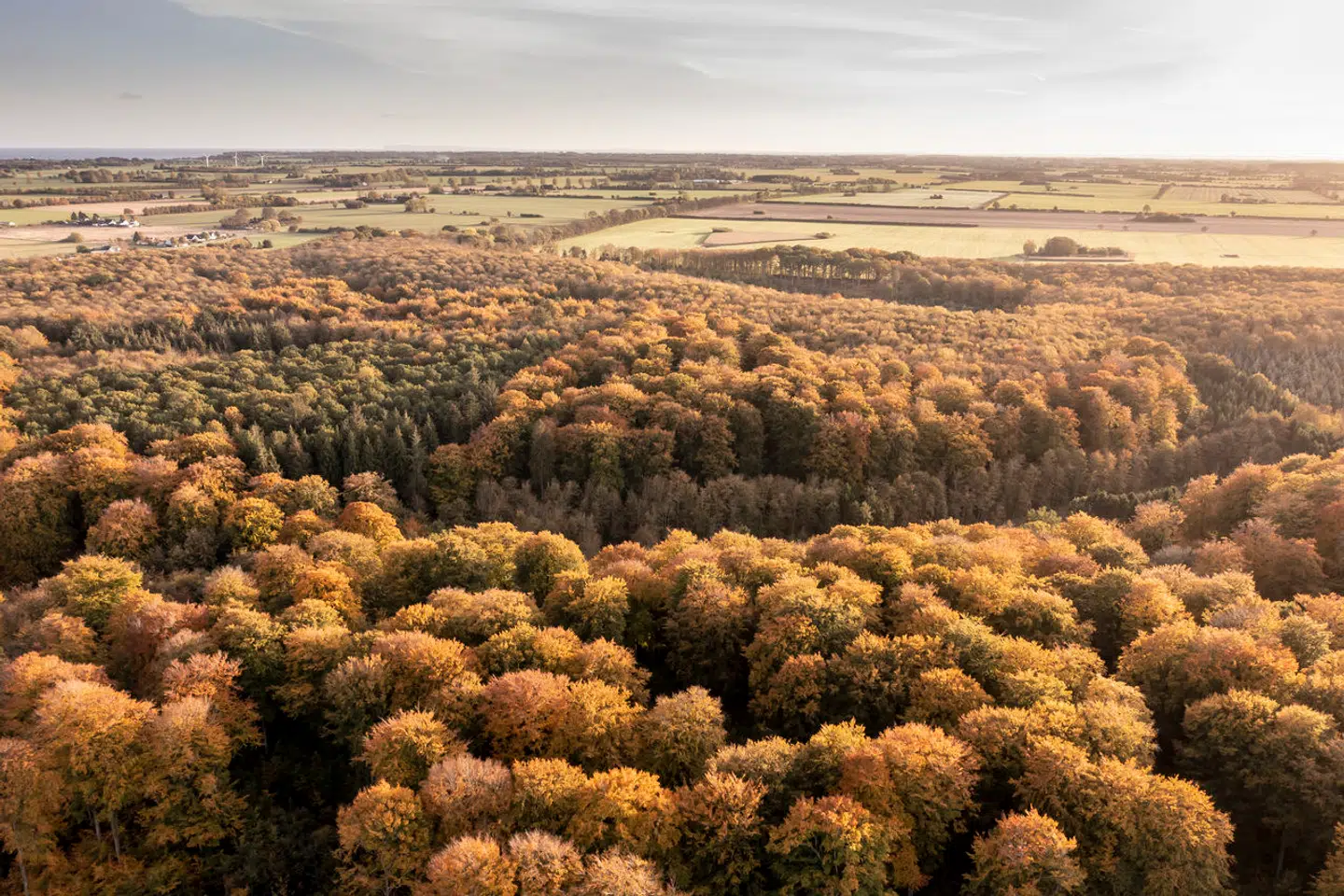 De danske skove sugede pludseligt meget mere CO₂ ud af atmosfæren, end man hidtidigt havde regnet med. Dermed var Danmark tættere på at nå sit klimamål uden at have lavet ét nyt klimatiltag.
