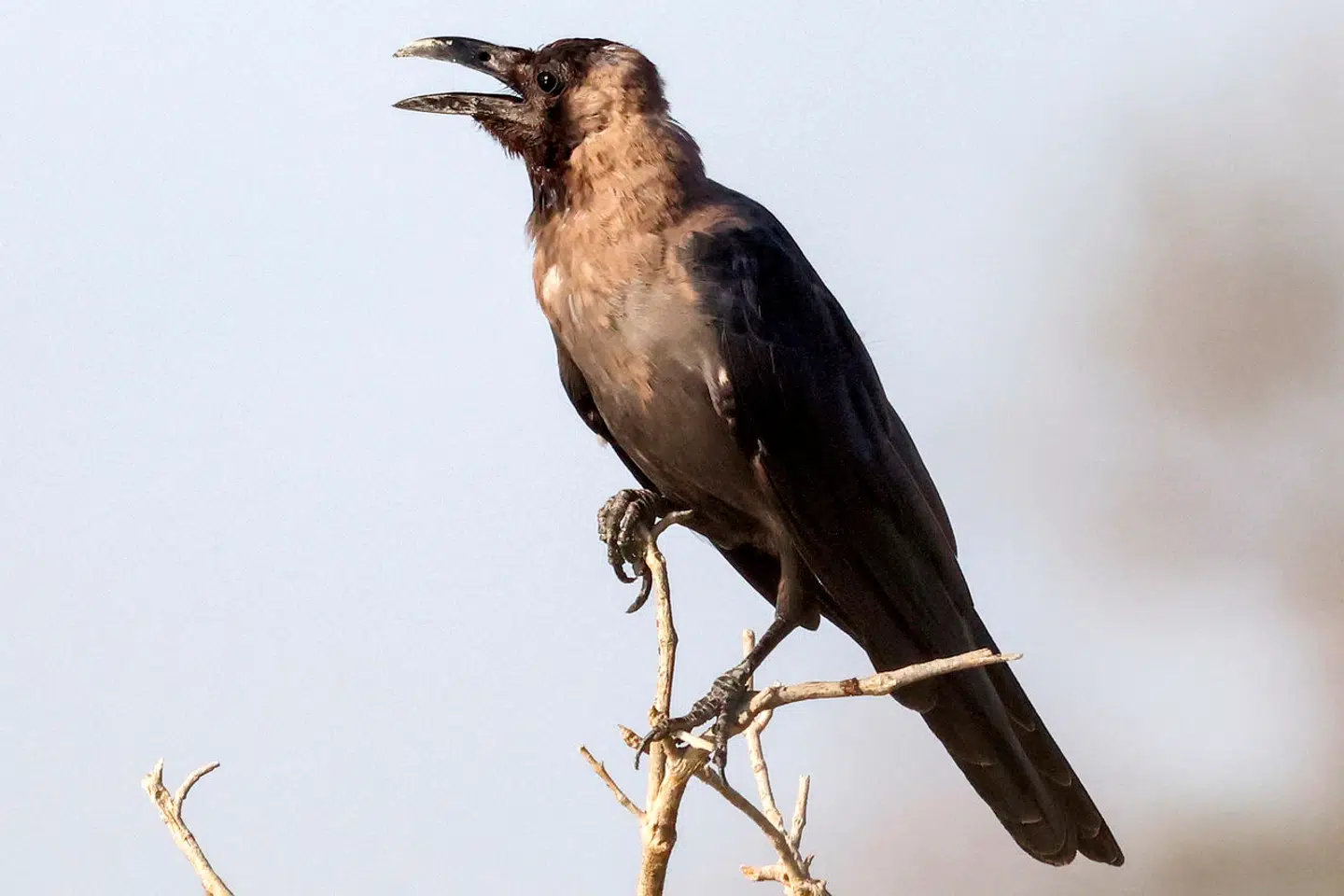 Huskrage. Forskere har nu vist, at krager kan tælle på niveau med små børn. Arkivfoto: Yasser Al-Zayyat, Scanpix
