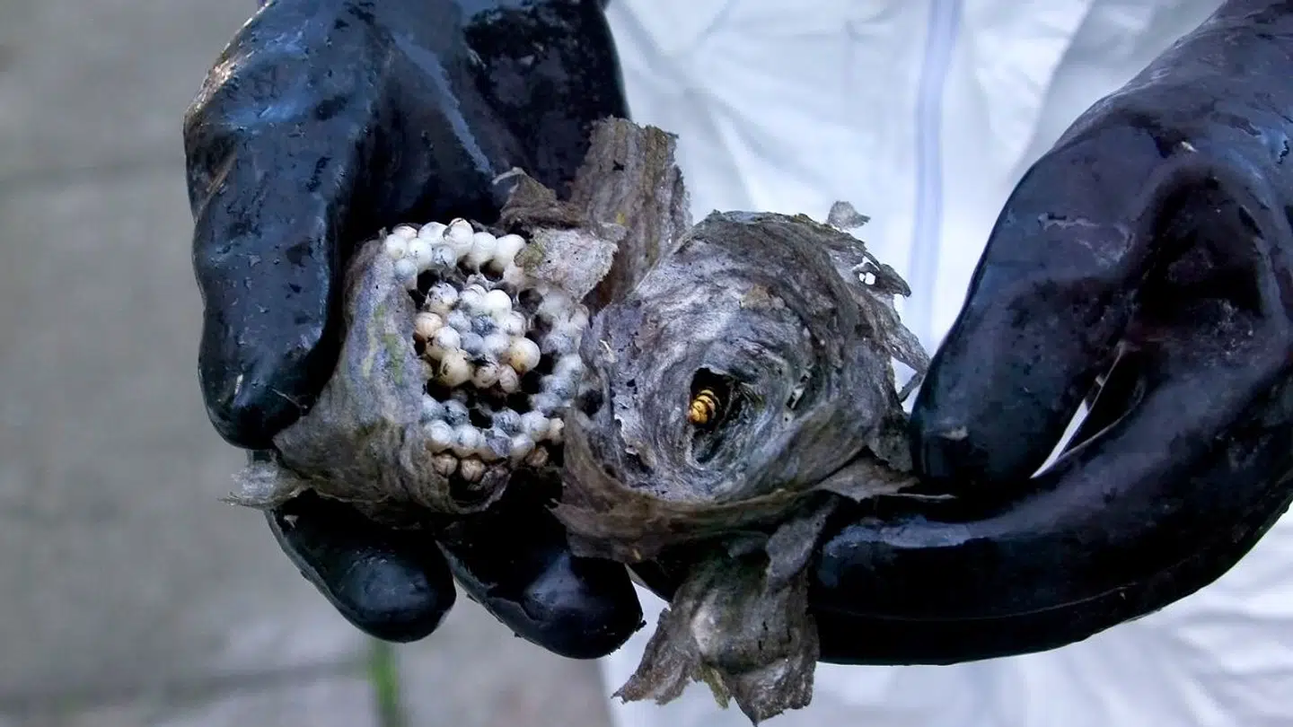 ARKIVFOTO: Et hvepsebo er lavet af tyndt papiragtigt materiale, som hvepsene producerer ved at gnave gammelt træ og blande det med deres spyt. Boet består typisk af en hvepsedronning, et par hanner og op til 1000 arbejdshvepse. Boet kan senere på sommeren vokse til et par tusinde arrige beboere. (Foto: Henning Bagger/Scanpix 2024)