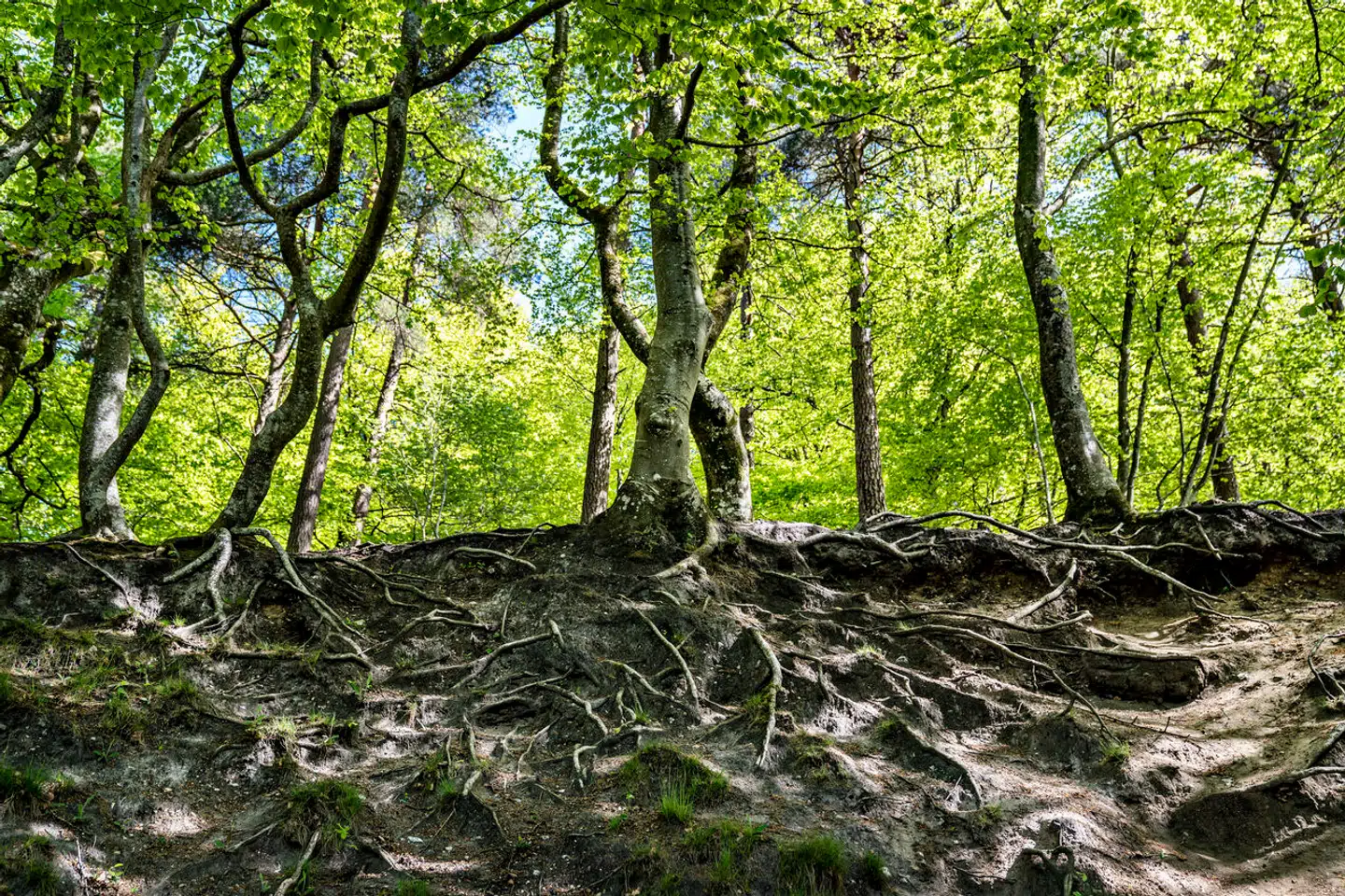Nyudsprungne bøgetræer ved Store Økssø i Rold Skov. Foto: Henning Bagger, Scanpix