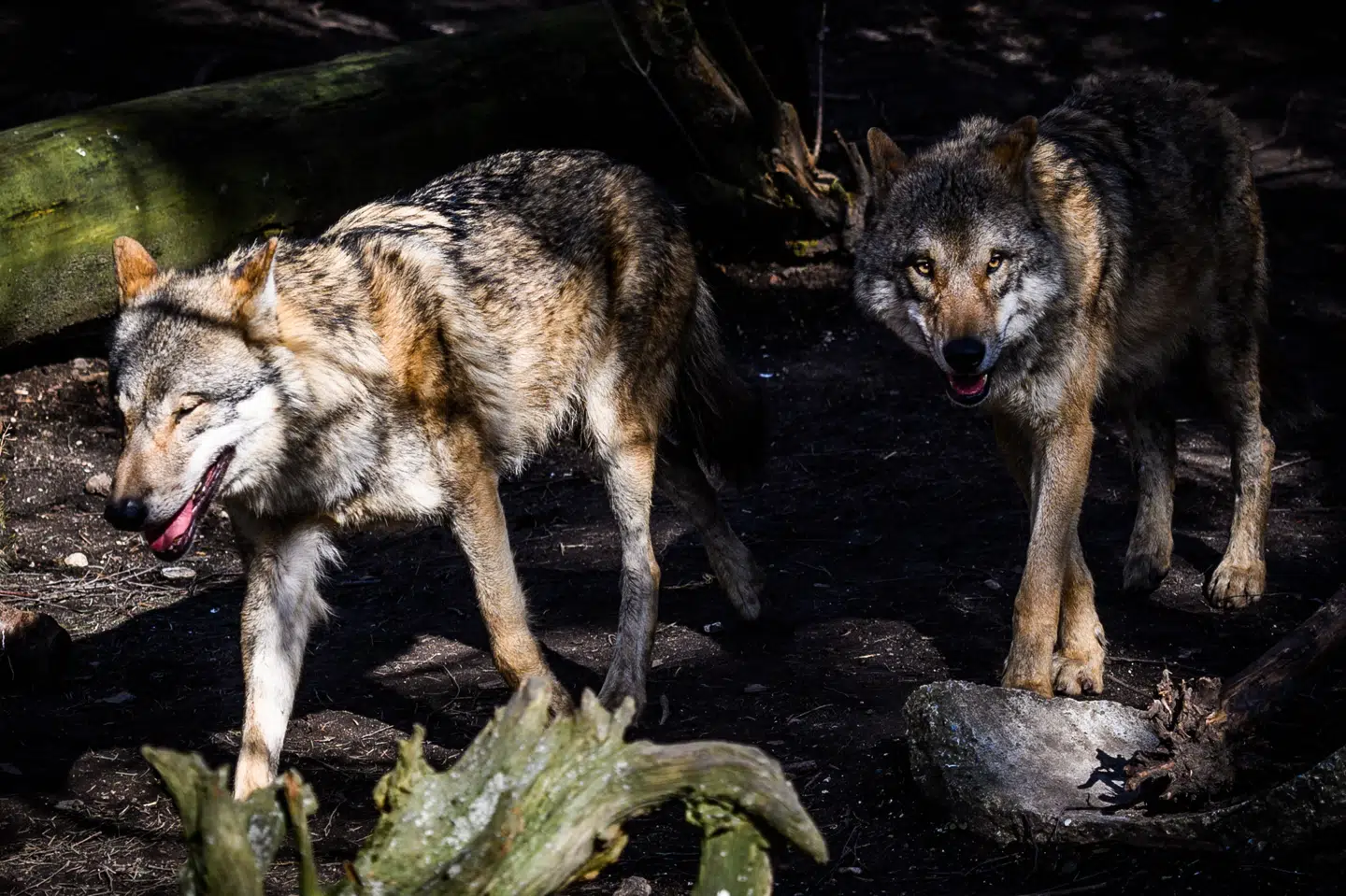 De danske ulve er seks til syv gange mere aktive om natten end om dagen, vurderer forskere. Ulvene på billedet er fotograferet i Københavns Zoo. (Arkivfoto).