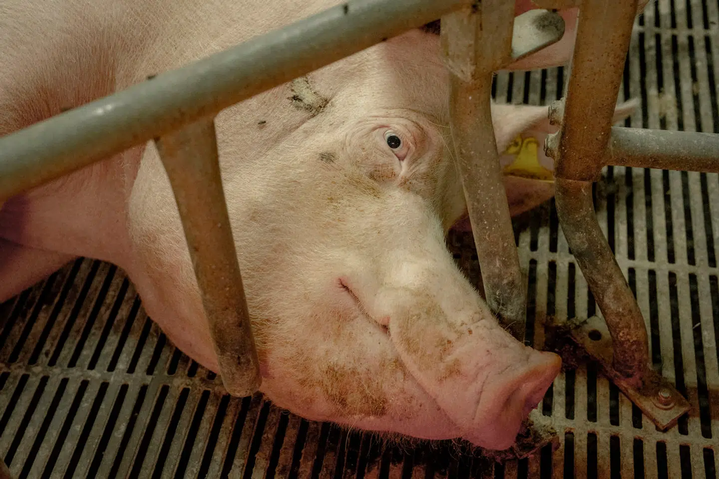 Hvert år fødes 30 millioner svin i Danmark. Måske kan kunstig intelligens en dag bruges til at forstå, hvad de synes om forholdene.