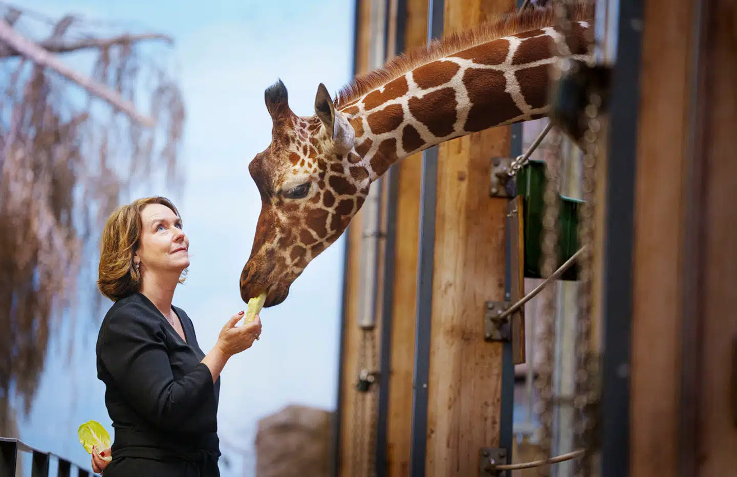 Hun har endnu ikke været direktør i København ZOO i et år. Men allerede nu har en række af Pernille Mehls ansatte rejst hård kritik af hendes ledelse.