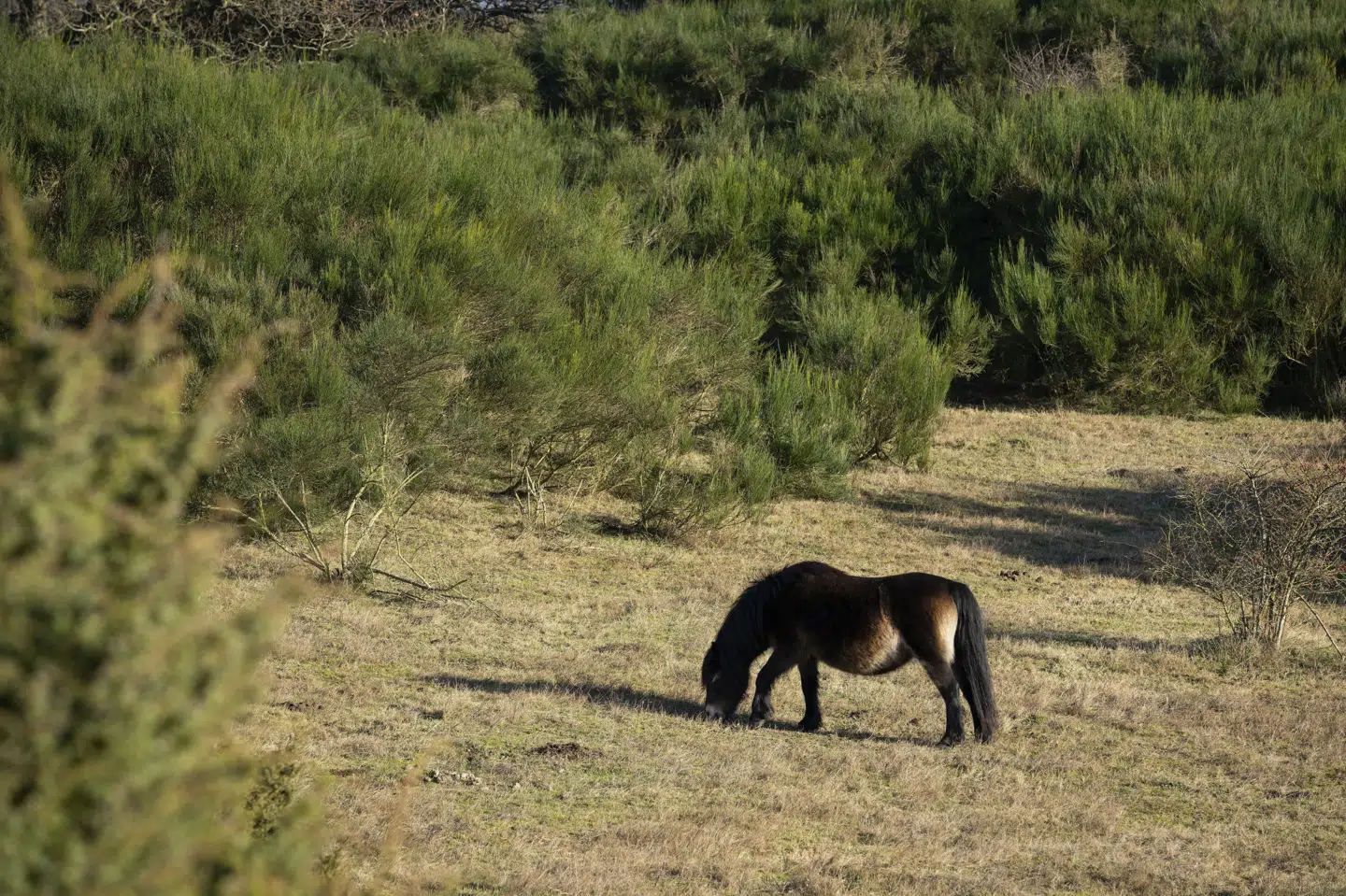 Et projekt med fritgående heste og kvæg på Mols har givet anledning til et hav af politianmeldelser mellem dyreaktivister og museum. Politiet bruger hundredvis af timer på behandling. (Arkivfoto).