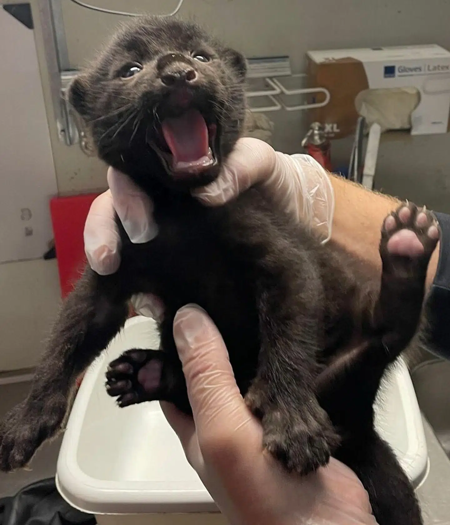 Der er dårligt nyt fra Randers Regnskov.