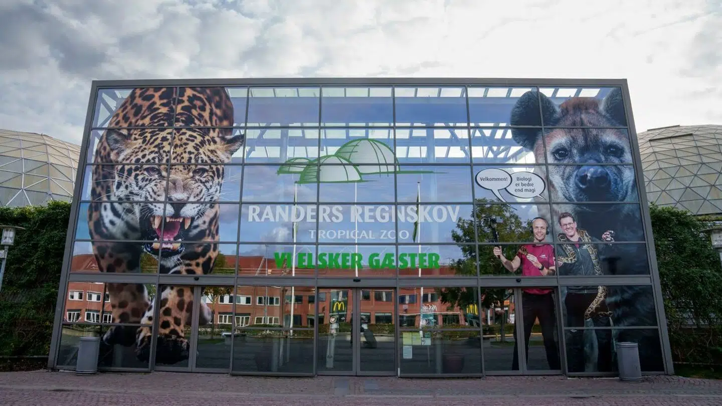 Randers Regnskov har mistet endnu en jaguarkilling.