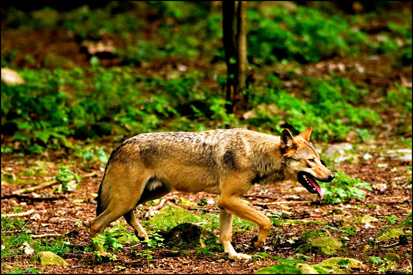 Arkivfoto: Morten Juhl, Scanpix