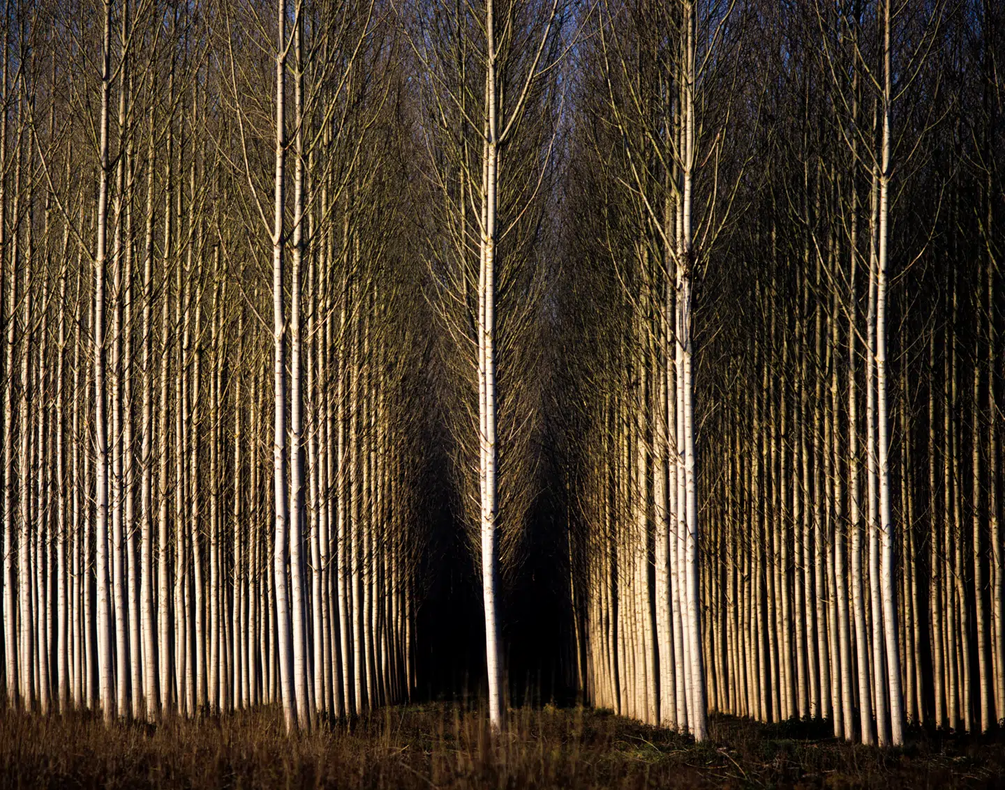 I deres nye bog, Klimaskoven, foreslår Esben Møller Madsen og Palle Madsen knap en fordobling af skovene, så de kommer til at fylde en fjerdedel af Danmark. Det vil formindske den samlede årlige udledning af CO2 med 30 procent. Kommer skovene til at dække en tredjedel af landet, vil reduktionen være 50 procent, forklarer de. Foto: Mauricio Abreu/Ritzau Scanpix