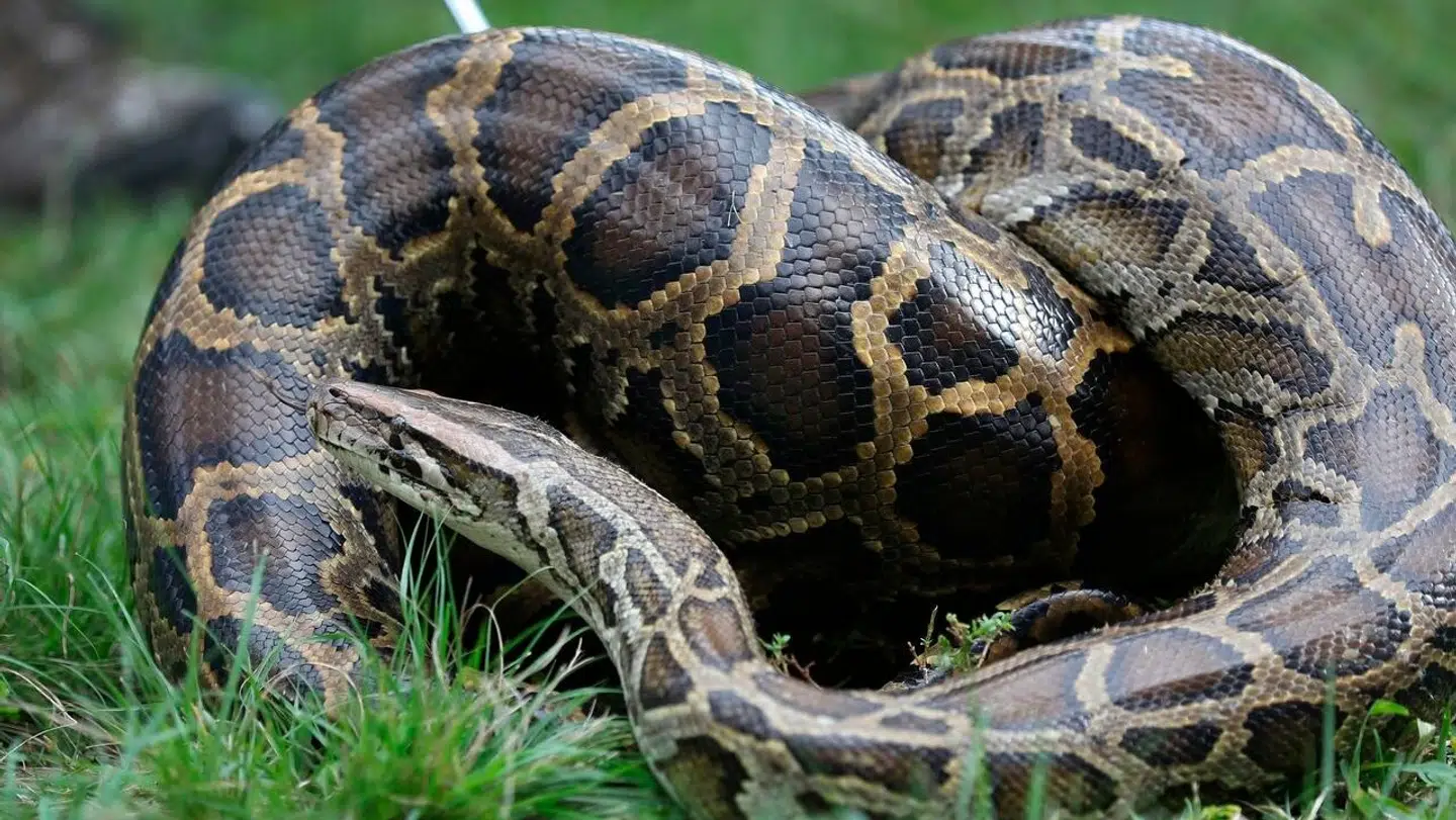 Arkivfoto af pytonslange.