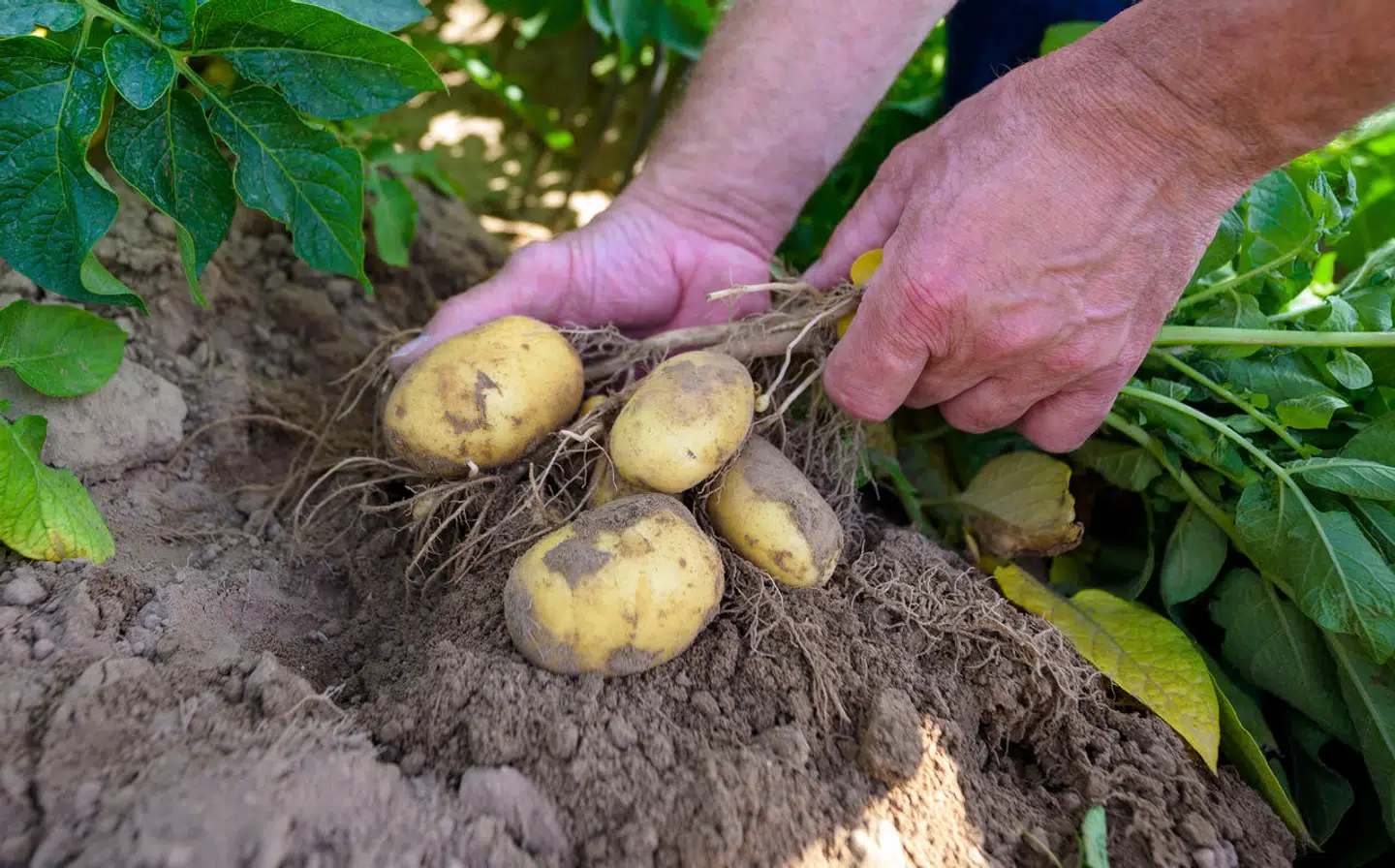 Priserne er kun gået én vej – opad – i 2024. Det løber op for almindelige danske familier, fastslår ekspert.