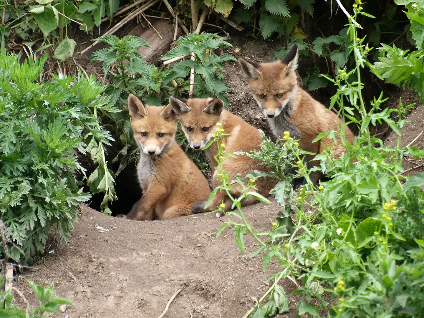 Hvis man er heldig, kan man se ræveunger forsigtigt stikke deres små snuder uden for rævehulen for første gang. Men om det også i fremtiden bliver muligt, er mere usikkert, skriver Stina Vrang Elias.